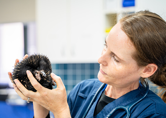 Baby echidna at RSPCA Wildlife Hospital.
